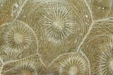 Polished Fossil Coral (Actinocyathus) - Morocco #100670-1